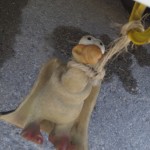 slalom-wolfern-2016-37 slalom-wolfern-2016-37